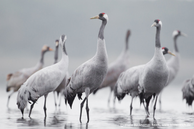 Common cranes standing in the water