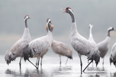 Grey cranes standing in the water