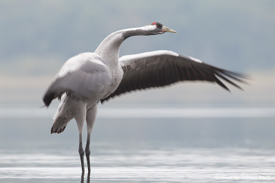 Common Crane shakes plumage