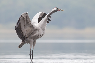 Common Crane dancing