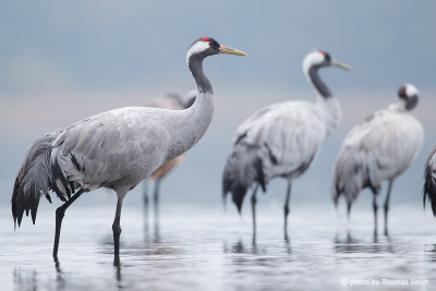 Common Cranes in the water
