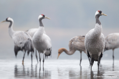 Common cranes in in shallow water