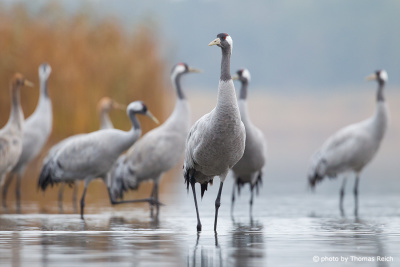Standing Common Cranes in the lake