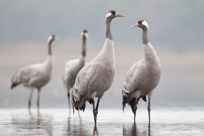 Common Cranes in shallow water