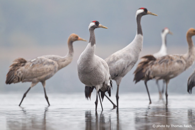 Common Crane Adults and immatures standing in water