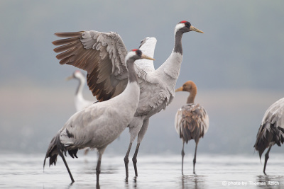 Height of Common Cranes