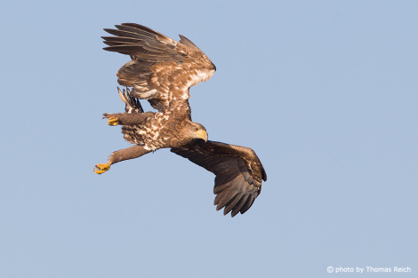 Hunting young White-tailed Eagle
