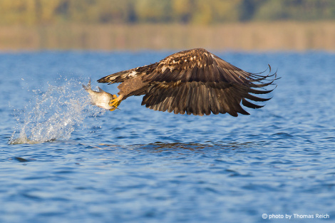 White-tailed Eagle in flight caught catching fish