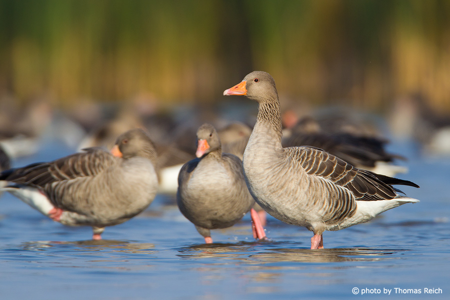 Greylag Geese in winter