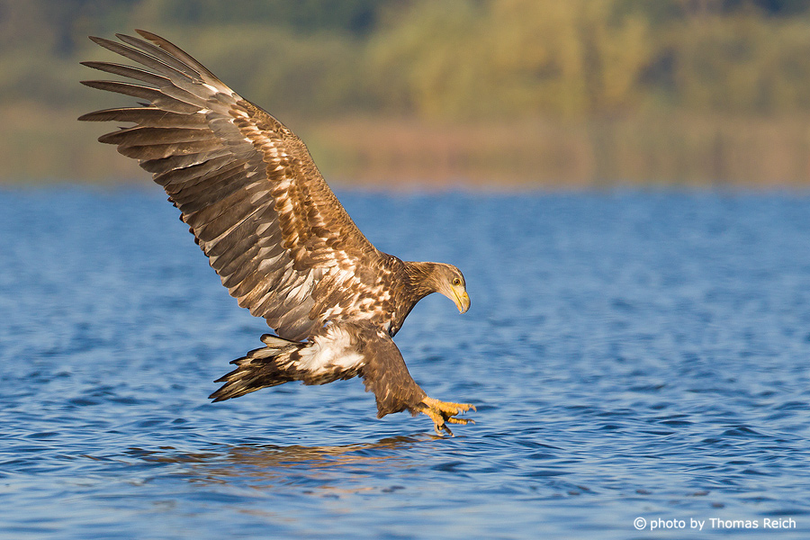 Juvenile White-tailed Eagle inflight about to dive