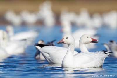 Snow Goose flock, America
