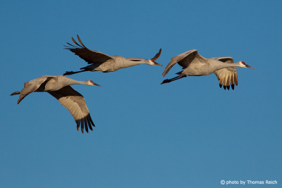 Sandhill Cranes flying, Florida