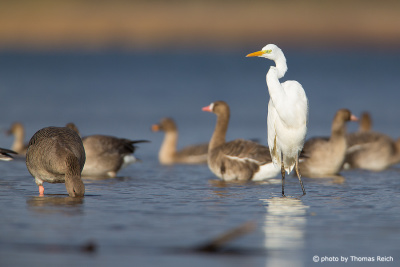 Great Egret and Geese