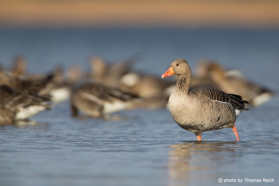 Greylag Goose looking for food