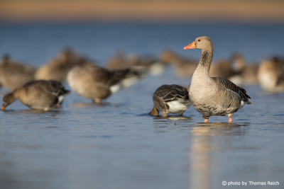Group Greylag Goose in shallow waters