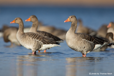Greylag Geese in shallow waters