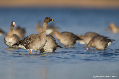 Taiga Bean Goose birds wading in waters