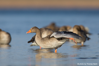 Greylag Goose streches out leg