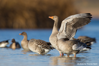 Grey geese standing in shallow water