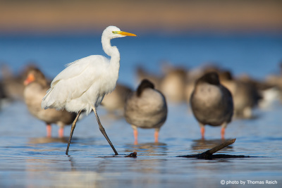 Great Egret wading