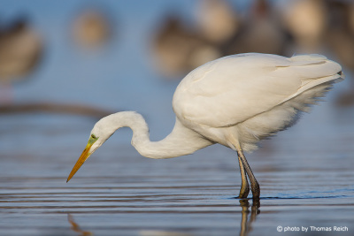 Great Egret in hunting posture