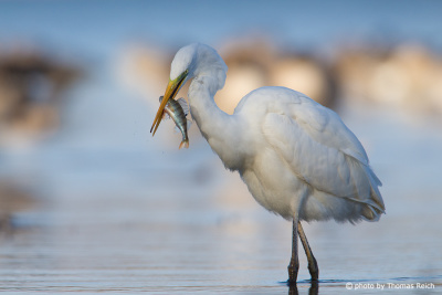 Great Egret with prey in beak