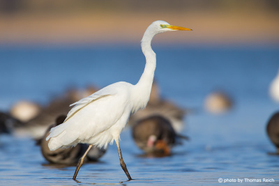 Great Egret walks through shallow waters