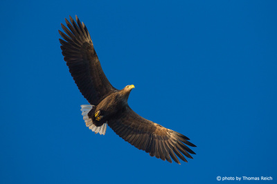 Flying White-tailed Eagle view from below