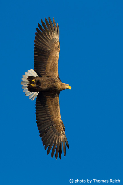 Flying White-tailed Eagle underside