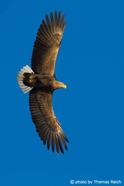 Flying White-tailed Eagle from below in the blue sky