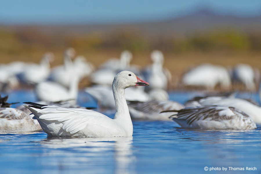 Swimming Snow Geese in the lake