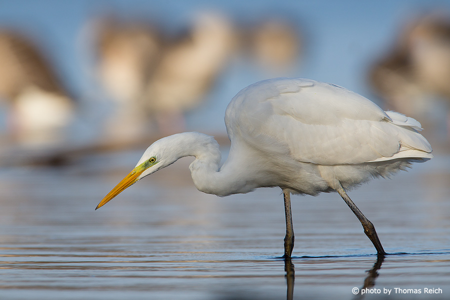 Great Egret in search of food