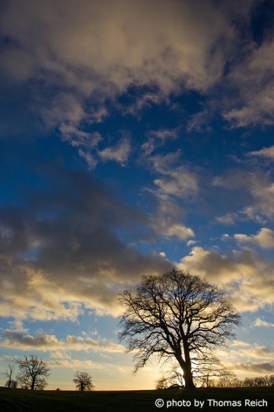 Tree crown in cloudy sky