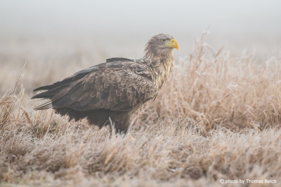 White-tailed eagle sitting in a wintry meadow