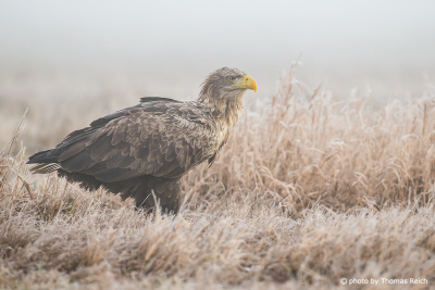 White-tailed Eagle stands on frosty ground