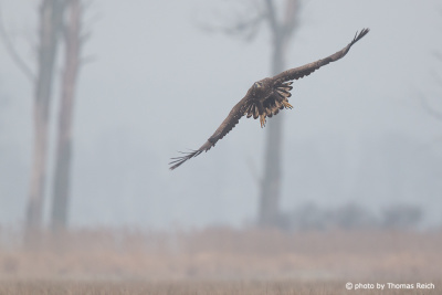 White-tailed Eagle in winter landscape