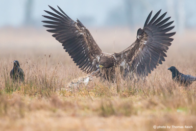 White-tailed Eagle feeding