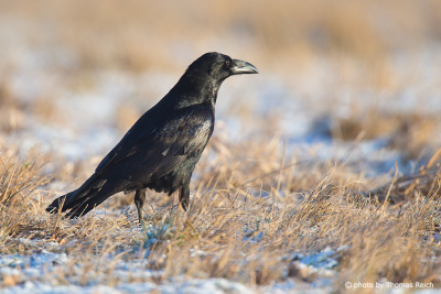 Common Raven beak