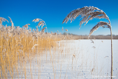 Reed belt at the lake in winter