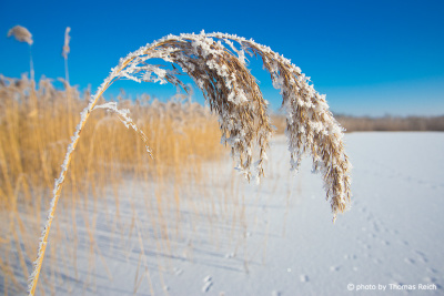 Common Reeds with snow and ice
