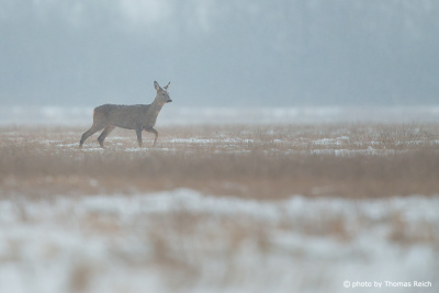 Roe Deer female in snow and winter