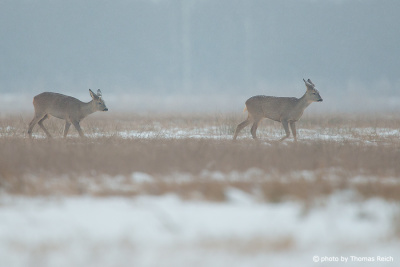 Roe Deers walking across cornfield