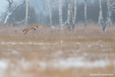 Hunting and jumping Red Fox