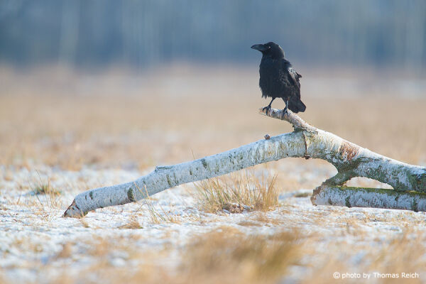 Common Raven habitat