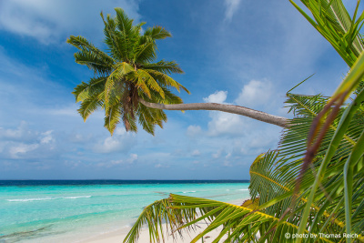Palm tree beach Maldives