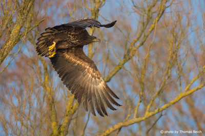 White-tailed Eagle in flight in an autumn landscape