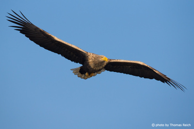 White-tailed Eagle front view