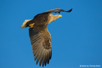White-tailed Eagle in the Updraft