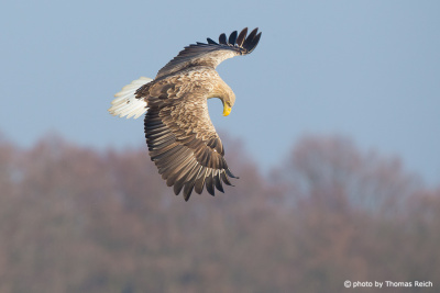 White-tailed Eagle targeting