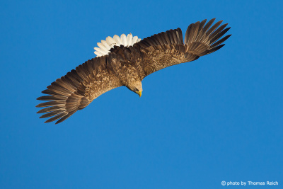 White-tailed Eagle swooping